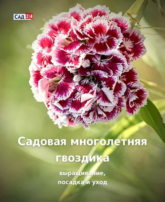 Саженцы гвоздики многолетней - купить в питомнике Санкт-Петербурга  \"Славянская усадьба\"