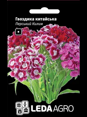 Гвоздика низкорослая многолетняя посадка и уход | выращивание, уход,  размножение растений