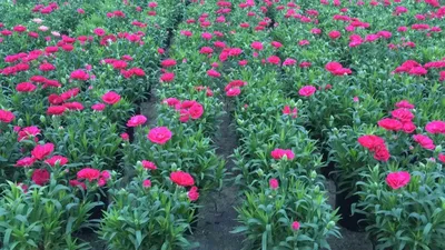 Гвоздика китайская (Dianthus chinensis)