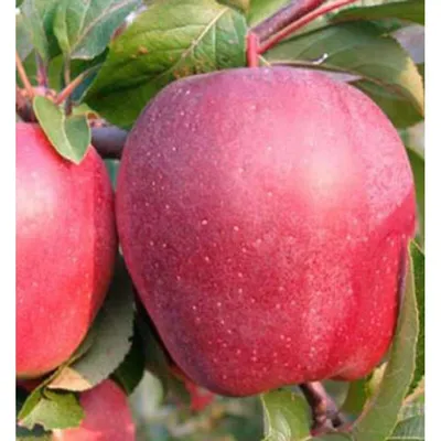 В Польше все чаще отказываются от выращивания яблок сорта «Глостер» | ИА  Красная Весна
