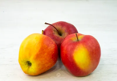Реализуем яблоки из РБ, 1 сорта, Лигол, Айдаред, Глостер — AgroRU.net