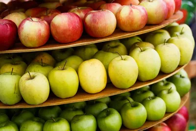 Сорта яблок: каталог с фото и названиями по алфавиту самых вкусных, ранних  по сроку созревания сортов яблок для огорода
