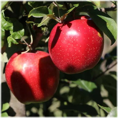 В Польше садоводы отказываются от выращивания яблока «Глостер» • EastFruit