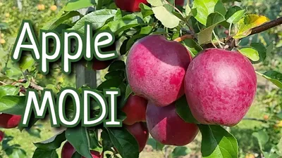 Продам яблоко Моди оптом, купить яблоко Моди оптом, Винницкая обл —  Agro-Ukraine