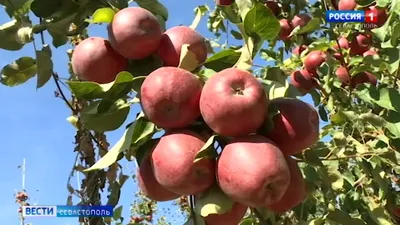 Дельта Аграр доо - купить товары бренда в интернет каталоге с доставкой |  Boxberry