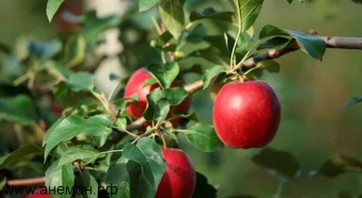 Яблоня — посадка, уход, выращивание и сорта | Советы садоводам и огородникам