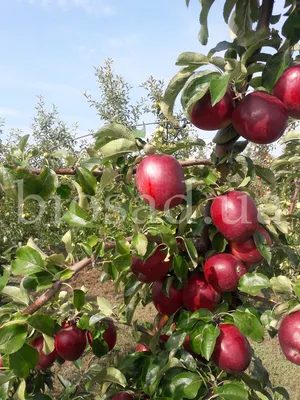 Фуджи» выходит из моды: Китай увеличит импорт новых сортов яблока •  EastFruit