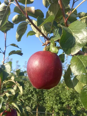 Продам яблоко Ред чиф оптом, купить яблоко Ред чиф оптом, Винницкая обл —  Agro-Ukraine