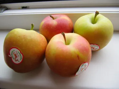 10 причин, почему вам необходимо есть яблоки | MARIECLAIRE