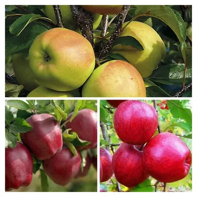 Дегустация зимних сортов яблок в НПЦ «Агропищепром»