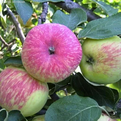 Яблоня Спартак 🍏 купить с доставкой почтой, цены, фото в интернет-магазине  Dolinasad.by