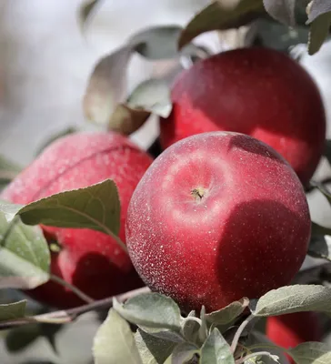 Зимние сорта яблок хранящиеся до весны | Agro-Market