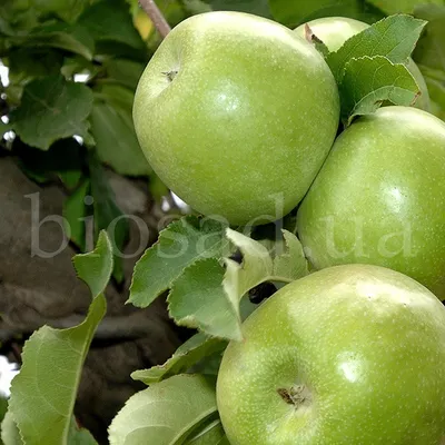 Яблоко Гренни Смит кг | Яблоки и груши | Arbuz.kz