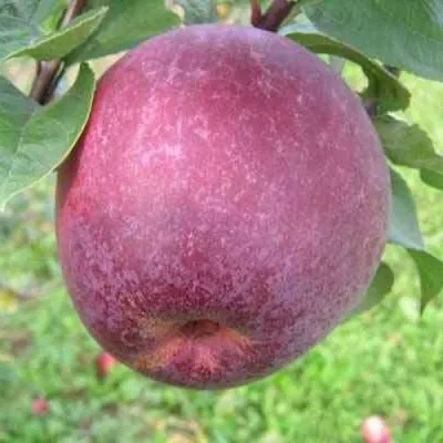Дерево-Сад яблоня Лобо, Болотовское, Макинтош