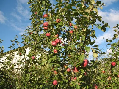 Яблоня Лобо (горшок 10л ) – купить за 1 100 ₽ | Раздолье-садовода.рф