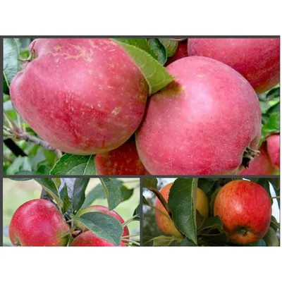 Лобо сорт яблони | Садоводство средней полосы России