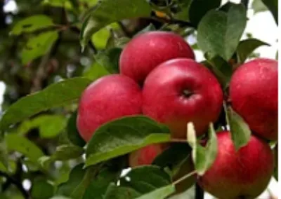 Саженцы яблони, сорт «Лобо», 3х летки | Крестьянские ведомости