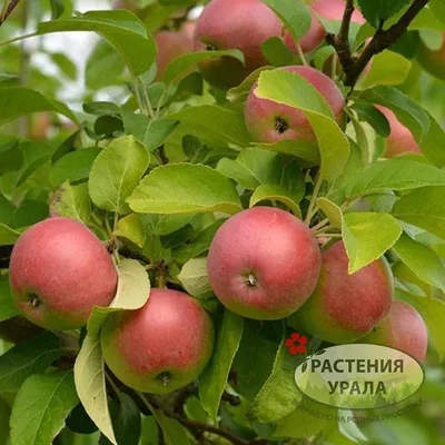 Дерево-Сад яблоня Лобо, Болотовское, Макинтош
