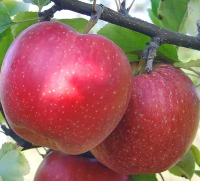 Яблоня Ремо - саженцы яблони в магазине Posadka.