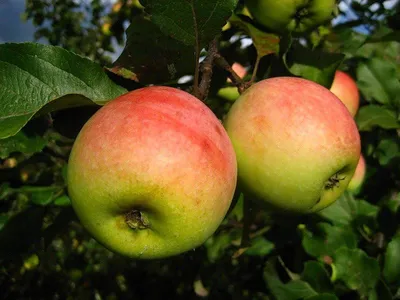 Лучшие поздние сорта яблони, в том числе для различных регионов, с  описанием, характеристикой и отзывами, а также особенности их выращивания