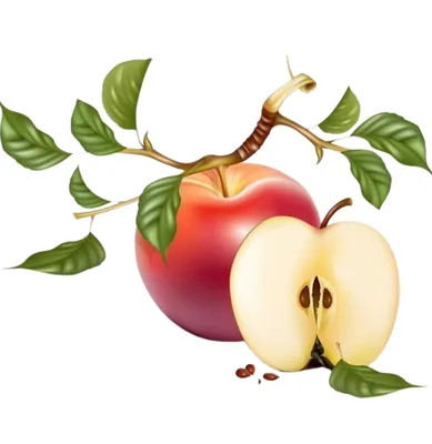 В Россельхозцентре назвали сорта яблонь, подходящих для Владимирской области