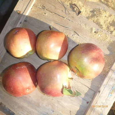 ЗИМНИЕ СОРТА яблонь - купить яблони в Клинском районе