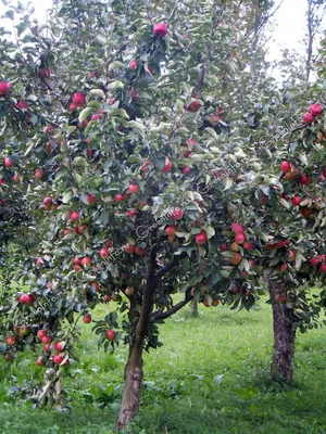 Пятнистости на яблоне: информационные статьи от компании «Август»