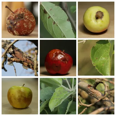 Болезни плодов яблони при хранении | АППЯПМ