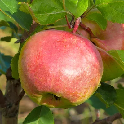 Болезни яблонь на стволе и листьях - виды и методы борьбы — УНИАН
