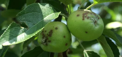 Болезни плодовых деревьев | Sazhency64.ru - продажа саженцев