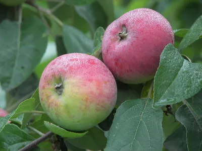 Как вылечить болезни яблонь и груш - Бобёр.ру