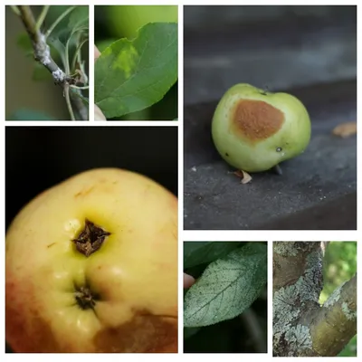 Как избавиться от парши: эффективные средства борьбы с паршой на яблоне,  груше, вишне