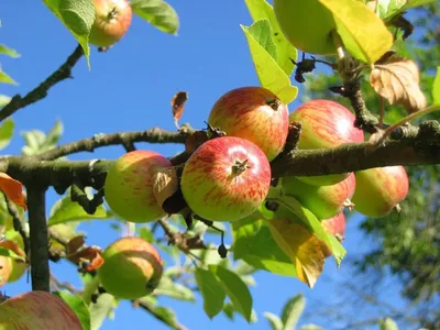 Болезни плодовых деревьев в саду. Ущерб, нанесенный грибку Apple. Стоковое  Фото - изображение насчитывающей клевок, плодоовощи: 175341350