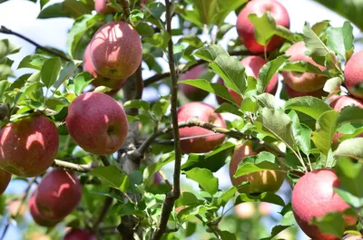 Болезни и вредители яблони — Форум — Ботаничка