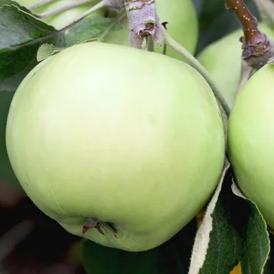Трудное решение, что делать с яблоней | Дневник Божьей Коровки | Дзен