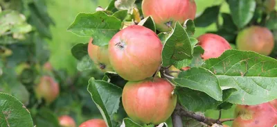 Болезни яблони: болезни яблони и меры борьбы с ними - Agro-Market