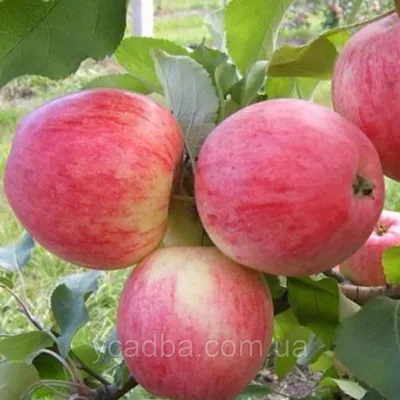 Продаются яблоки и груши в большом количестве! Груша итальянская \"дюшес\"  200 ТГ за 1 кг. Яблоки по 160 тенге за 1 кг. Яблоки в мешках, 1500… |  Instagram