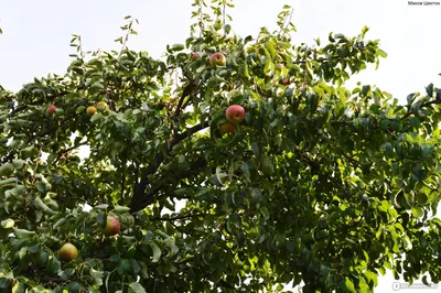 Яблоки искусственные дюшес крупные - 4 шт на ветке декор SunGrass 162226557  купить за 570 ₽ в интернет-магазине Wildberries