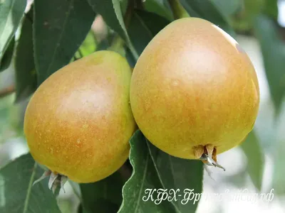 Яблоня Лимонное крупное в наличии низкая цена - саженцы и крупномеры,  описание, отзывы, фото, посадка крупномера