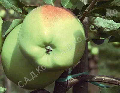 Купить саженцы яблони Голден Делишес компании «AgroCorp»