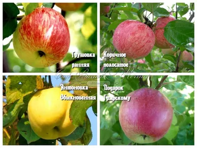 Яблоня колонновидная Триумф (ЗКС) ᐉ купить с доставкой почтой по Украине в  питомнике Биосад