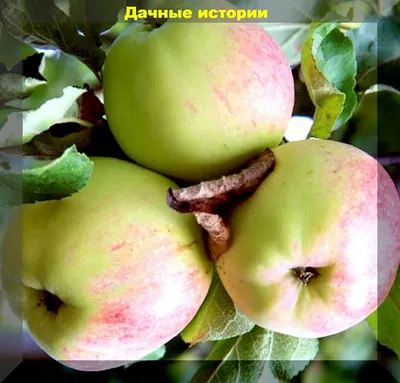 Яблоня Магнитогорская зимняя | купить выгодно Сады-Эдема.рф –интернет  магазин растений для сада