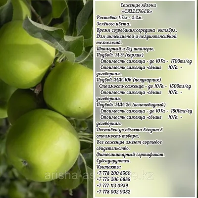 Яблоня магнитогорская зимняя - 51 фото
