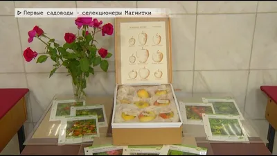Северные яблоки - «Регион». Журнал о Республике Коми