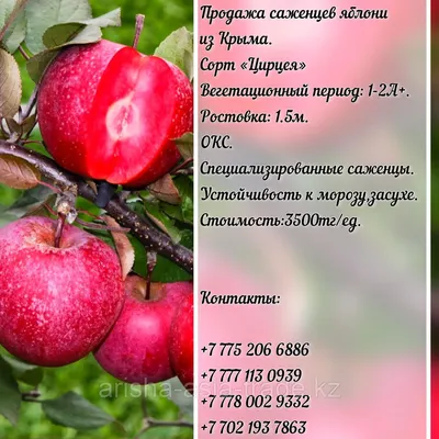 Северные яблоки - «Регион». Журнал о Республике Коми