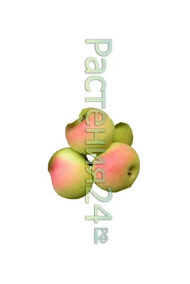 Саженец яблони \"Толунай\". Россия - Цветы, экстерьер, сад - Mytrade.kz