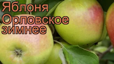 Яблочный Спас: советы, как правильно собирать и хранить урожай - 19 августа  2021 - Фонтанка.Ру