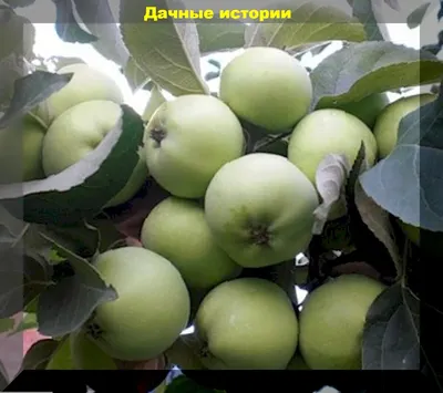 Купить саженцы Яблоня Магнитогорская зимняя в Москве и РФ. Описание сорта.  Пункты самовывоза. Почтой (наложенный платеж). Доставка курьером по МО.