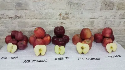 Яблоня Орловское зимнее – купить саженцы в интернет-магазине Лафа с  доставкой по Москве, Московской области и России