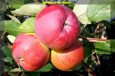 Яблоня Орловское зимнее – купить саженцы в интернет-магазине Лафа с  доставкой по Москве, Московской области и России